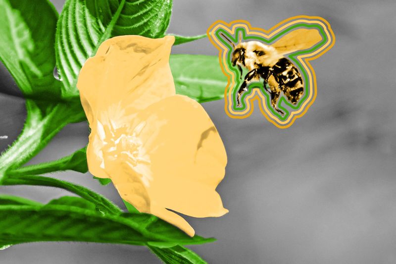 Some plants can ‘hear.’