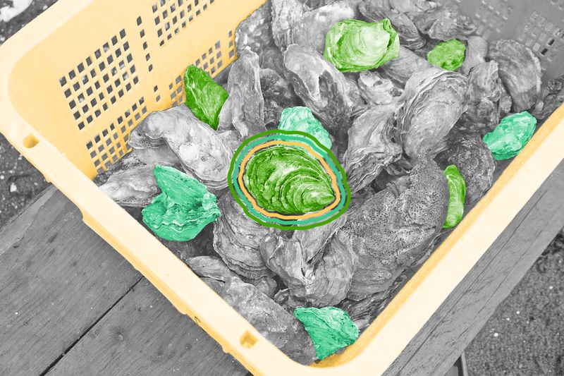Oysters