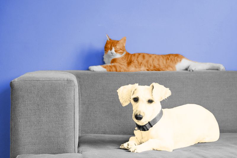 Which Is Smarter: Cats or Dogs?