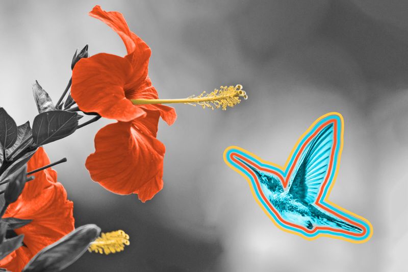 Hummingbirds can see colors that humans can’t.