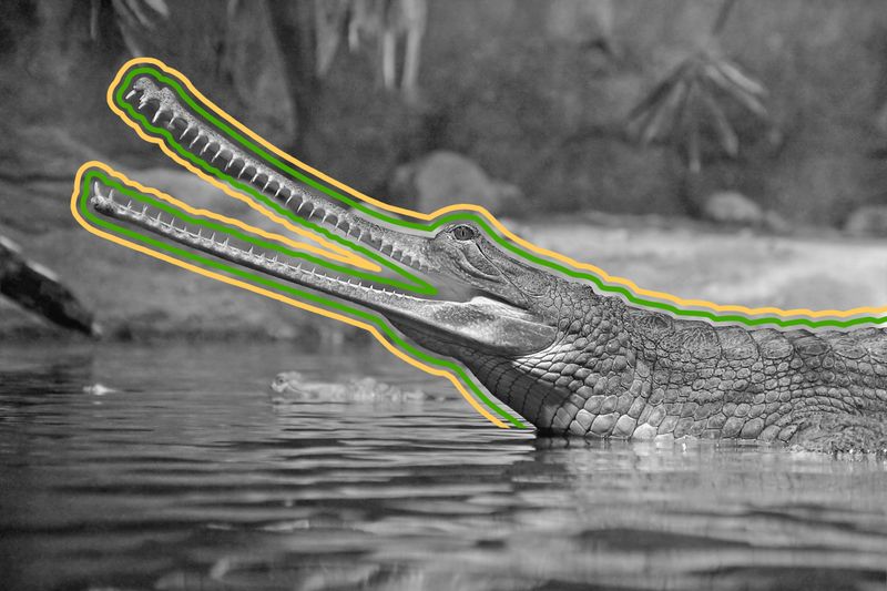 5 Endangered Animals You’ve Never Heard Of