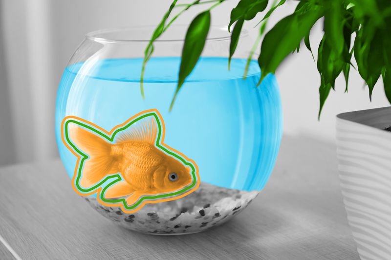 Small goldfish in round glass aquarium bowl