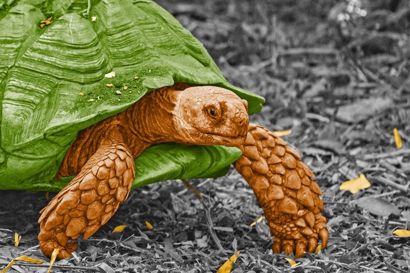 5 Animals That Are Almost Immortal