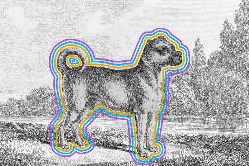 5 Dog Breeds That Used To Look Much Different