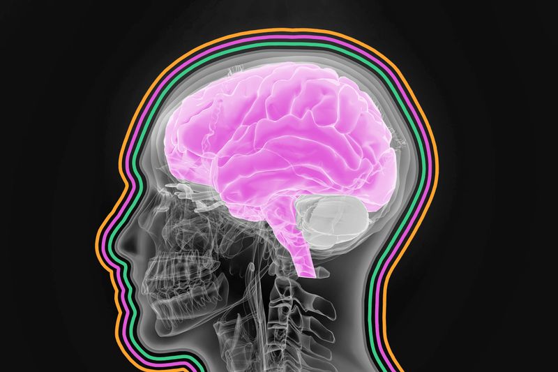Illustration of human brain