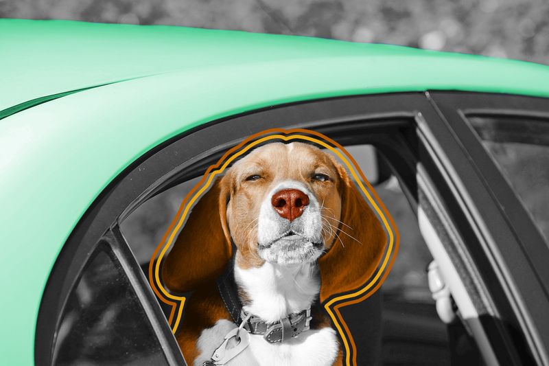 Beagle puppy in car window looking at camera