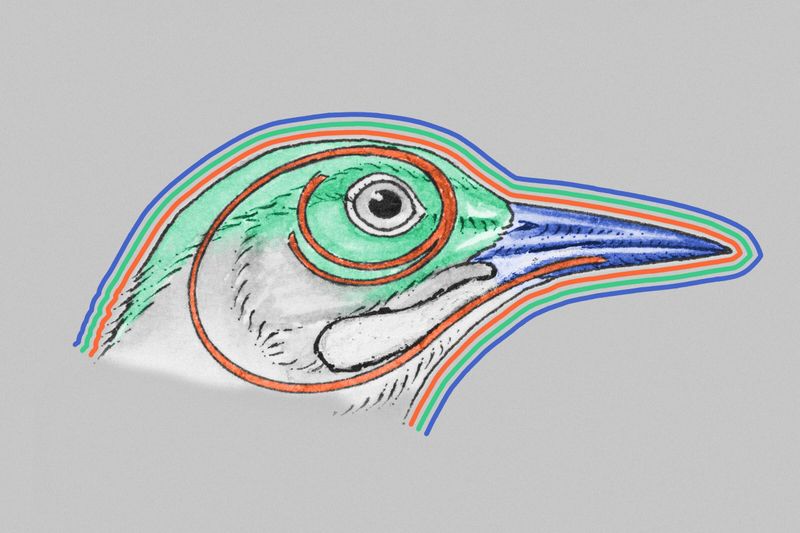 Woodpeckers have long tongues that wrap around their skulls.