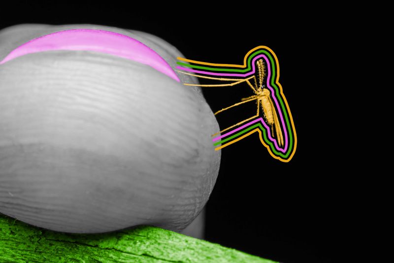 Mosquitos may prefer a certain blood type.